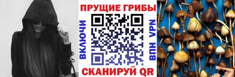 Псилоцибиновые грибы Psilocybe  купить наркоту  Славск 